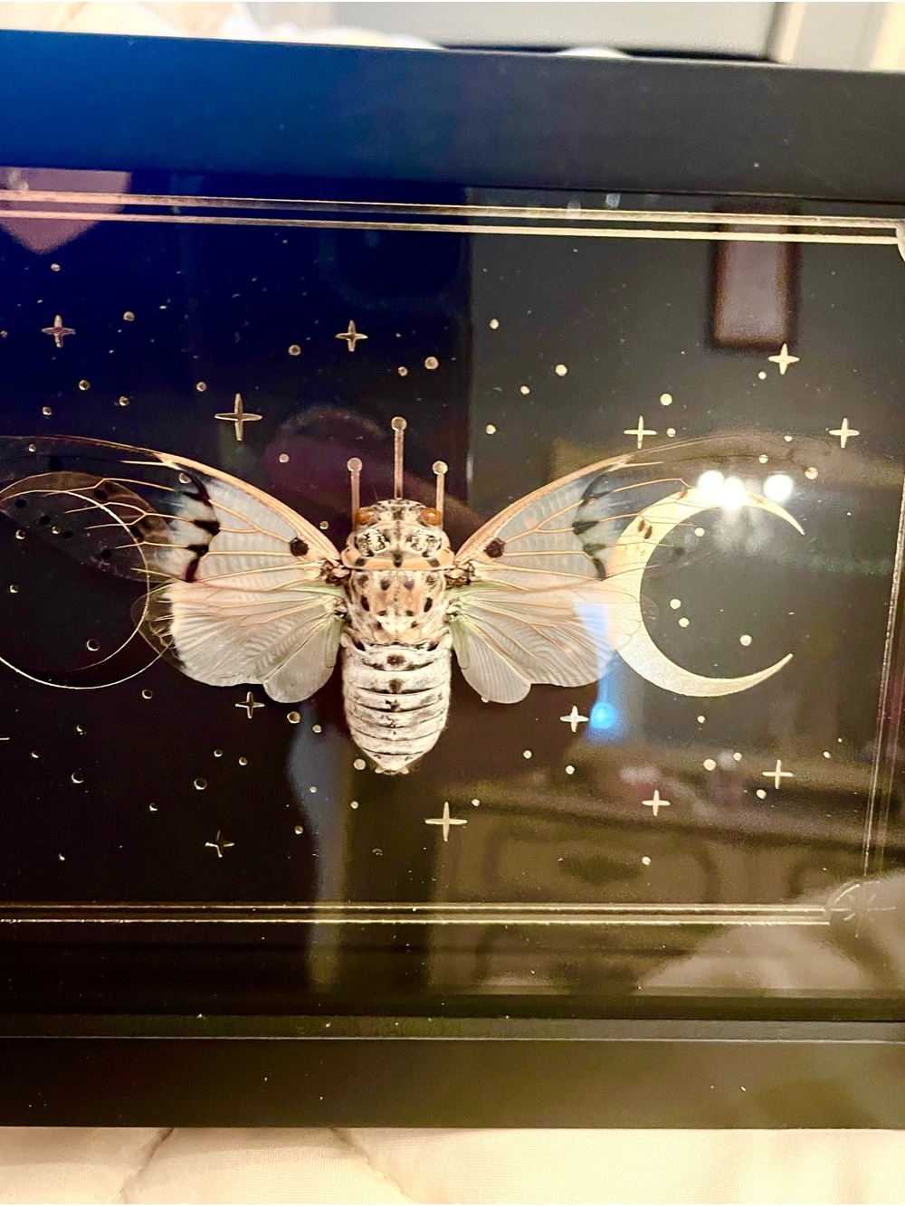 Framed Cicada specimen - Picture 1 of 3
